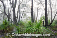 Morning mist in eucalypt bushland, dotted with grass trees. Near Ballarat, Victoria, Australia.
