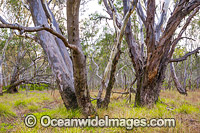 Box-ironbark Forest, situated in the Heathcote-Graytown National Park, near Graytown, Victoria, Australia.
