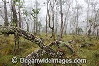 Snow gum forest cloaked in mist, on the Great Escarpment, situated in Gondwana Rainforest, New England National Park, NSW, Australia. This rainforest is inscribed on the World Heritage List in recognition of its outstanding universal value.