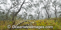 Snow gum forest cloaked in mist, on the Great Escarpment, situated in Gondwana Rainforest, New England National Park, NSW, Australia. This rainforest is inscribed on the World Heritage List in recognition of its outstanding universal value.
