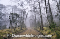 Track leeding through open woodland of snow gum, shining gum and tussocky snow grass in mist. New England National Park, New South Wales, Australia. This subtropical rainforest is inscribed on the World Heritage List.