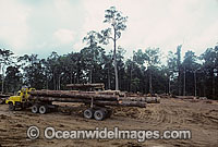 Rainforest Logging. Malaysian logging company clear-fell logging ancient tropical rainforest in New Britain Island, Papua New Guinea.