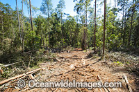 First stage of logging in the Boambee State Forest. Boambee, near Coffs Harbour, New South Wales, Australia. January, 2012.