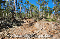 First stage of logging in the Boambee State Forest. Boambee, near Coffs Harbour, New South Wales, Australia. January, 2012.