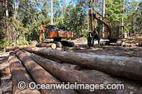Logging dump site showing harvested trees and heavy machinery used to harvest the trees in the Boambee State Forest. Boambee, near Coffs Harbour, New South Wales, Australia. January, 2012.