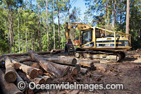 Logging dump site showing harvested trees and heavy machinery used to harvest the trees in the Boambee State Forest. Boambee, near Coffs Harbour, New South Wales, Australia. January, 2012.