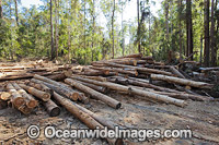 Logging dump site showing harvested trees in the Boambee State Forest. Boambee, near Coffs Harbour, New South Wales, Australia. January, 2012.
