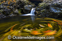 Floating leaves swirling on the surface of a rainforest waterhole with falls, situated on the Urumbilum River in the Bindarri National Park, near Coffs Harbour, New South Wales, Australia.