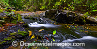 Rainforest waterfall on the Sassafras Creek, situated in the Dorrigo National Park, part of the Gondwana Rainforests of Australia World Heritage Area. New South Wales, Australia.