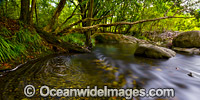 Never Never River rainforest stream, situated in the Promised Land, near Bellingen, New South Wales, Australia.