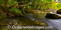 Never Never River rainforest stream, situated in the Promised Land, near Bellingen, New South Wales, Australia.