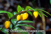 Rainforest fruits. New England World Heritage National Park, New South Wales, Australia