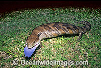 Eastern Blue-tongue Lizard (Tiliqua scincoides). Found in a wide variety of habitats from south-eastern SA, Vic, eastern NSW, Qld and NT. Photo was taken at Coffs Harbour, NSW, Australia.