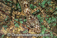 Leaf-tailed Gecko (Saltuarius swaini) on rainforest tree. Coffs Harbour, New South Wales, Australia