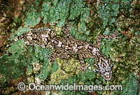 Leaf-tailed Gecko (Saltuarius swaini) on rainforest tree. Coffs Harbour, New South Wales, Australia