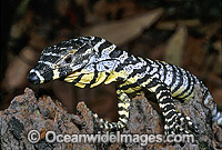 Lace Monitor (Varanus varius) hatchling on rainforest tree. Also known as Goanna. Coffs Harbour, New South Wales, Australia