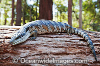 Eastern Blue-tongue Lizard (Tiliqua scincoides). Found in a wide variety of habitats from south-eastern SA, Vic, eastern NSW, Qld and NT. Photo was taken in the Boambee State Forest, near Coffs Harbour, NSW, Australia.