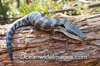 Eastern Blue-tongue Lizard (Tiliqua scincoides). Found in a wide variety of habitats from south-eastern SA, Vic, eastern NSW, Qld and NT. Photo was taken in the Boambee State Forest, near Coffs Harbour, NSW, Australia.