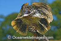 Frilled Lizard (Chlamydosaurus kingii) - defensive display. Also known as Frilled-neck Lizard. North Queensland, Australia