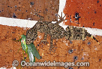 Leaf-tailed Gecko (Saltuarius swaini) eating a Grasshopper insect. Coffs Harbour, New South Wales, Australia