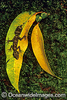 Leaf-tailed Gecko (Saltuarius swaini) on eucalypt gum leaves. Coffs Harbour, New South Wales, Australia