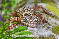 Leaf-tailed Gecko (Saltuarius swaini), resting on the trunk of a native Bangalow Palm (Archontophoenix Cunninghamiana). Photo was taken in a rainforest situated near Coffs Harbour, New South Wales, Australia.
