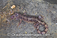 Lister's Gecko (Lepidodactylus listeri). Captive specimen. Endemic to Christmas Island. No sightings in the wild since 1987. Photo taken at Christmas Island breeding facility, Indian Ocean, Australia.