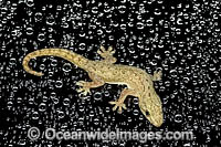 Asian House Gecko (Hemidactylus frenatus), on glass window covered in rain drops. Found largely throughout Qld and NT and moving south. Introduced in Australia from South-East Asia in 1960's, likely in container ships. Photo Coffs Harbour, NSW, Australia.