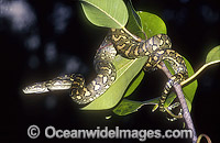Carpet Python (Morelia spilota mcdowelli). Eastern Queensland, Australia. Non-venomous snake.