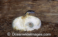 Water Python (Liasis fuscus) emerging from egg. Northern Australia. Non-venomous snake.