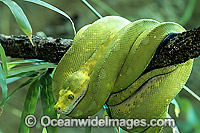 Green Python (Morelia viridis). Rainforests of North Queensland, Australia and Papua New Guinea. Non-venomous snake.