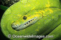 Green Python (Morelia viridis). Rainforests of North Queensland, Australia and Papua New Guinea. Non-venomous snake.