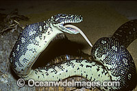 Diamond Python (Morelia spilota spilota) - feeding on a captured rat. Central New South Wales coast, Australia. Non-venomous snake..