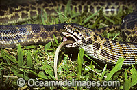 Spotted Python (Antaresia maculosus) - feeding on a captured rat. Also known as Children's Python. Eastern Queensland, Australia. Non-venomous snake.
