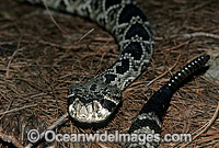 Eastern Diamondback Rattlesnake (Crotalus adamanteus). North America, USA. Venomous and dangerous snake.
