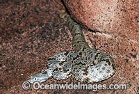 Banded Rock Rattlesnake (Crotalus lepidus klauberi). Mexico and Southern Arizona, USA. Venomous and dangerous snake.