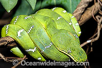 Emerald Tree Boa (Corallus caninus) - resting on tree branch. A tropical species found in the lower Amazon basin (in Brazil), Guyana and Suriname.