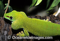 Madagascan Giant Day Gecko (Phelsuma madagascaiensis). Madagasca