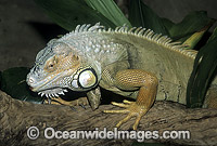 Common Iguana (Iguana Iguana). Also known as Green Iguana. Central and South America