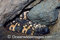 Reticulate Gila Monster (Heloderma suspectum). One of only two species of venomous Lizards in the world. United States of America. Vulnerable species.