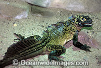 Phillipine Sail-finned Water Dragon (Hydrosaurus pustulatus). Philippines. Vulnerable species.