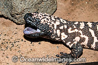 Reticulate Gila Monster (Heloderma suspectum) - with mouth open. One of only two species of venomous Lizards in the world. United States of America. Vulnerable species.
