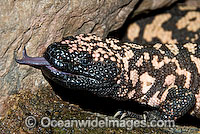 Reticulate Gila Monster (Heloderma suspectum) - with forked tongue extending from mouth. One of only two species of venomous Lizards in the world. United States of America. Vulnerable species.