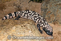 Reticulate Gila Monster (Heloderma suspectum). One of only two species of venomous Lizards in the world. United States of America. Vulnerable species.
