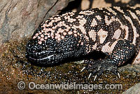 Reticulate Gila Monster (Heloderma suspectum) - drinking water from a wet rock. One of only two species of venomous Lizards in the world. United States of America. Vulnerable species.