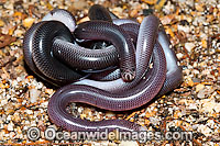 Blackish Blind Snake (Ramphotyphlops nigrescens) - a pair coiled together. Found throughout eastern Australia, from southern Queensland to Victoria, usually under rocks and logs in woodlands and rock outcrops. Non venomous. Coffs Harbour, NSW, Australia
