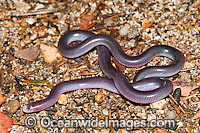 Blackish Blind Snake (Ramphotyphlops nigrescens). Found throughout eastern Australia, from southern Queensland to Victoria, usually under rocks and logs in woodlands and rock outcrops. Non venomous. Photo taken Coffs Harbour, New South Wales, Australia