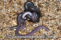 Blackish Blind Snake (Ramphotyphlops nigrescens) - a pair coiled together. Found throughout eastern Australia, from southern Queensland to Victoria, usually under rocks and logs in woodlands and rock outcrops. Non venomous. Coffs Harbour, NSW, Australia