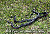 Red-bellied Black Snake (Pseudechis porphyriacus) - two rivalling males. Eastern Australia. Venomous snake.