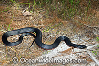 Red-bellied Black Snake (Pseudechis porphyriacus). Eastern Australia. Venomous snake.